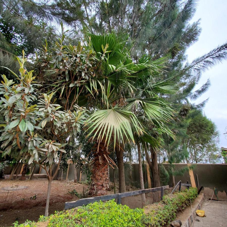 Palm Nest - Near Jkia Hotel Nairobi Bagian luar foto